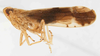 Habitus, lateral view: !! display not done !! on Stenocranus (Codex) similis Crawford, 1914: (Observation).