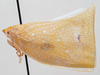 Habitus, lateral view: (Observation).