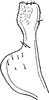 Stylus on Elachodelphax (Elachodelphax) metcalfi (Kusnezov, 1929): Stylus. (Observation).