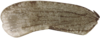 Forewing: !! display not done !! on Cixidia (Epiptera) lapponica (Zetterstedt, 1837): (Observation).