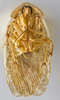 CollectionObject 1567084; 863a68cd-f6b0-4e15-9d64-1fe04602842b: Photo by Heidi Hopkins. Holotype, adult male, ventral habitus. (CollectionObject).