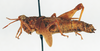 CollectionObject 1572738; 80da03ba-d5b9-43ef-86f8-f7dd40452238: female, lateral view (paratype). (CollectionObject).