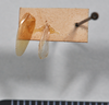 CollectionObject 1553105; NTUC 752, 6dc5aae9-d857-451c-a827-8295bd450381: copyright NTUC. wings of Phyllodromia punctulata (syntype). (CollectionObject).
