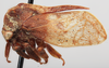 Habitus, lateral view: !! display not done !! on Flexocentrus brunneus Funkhouser, 1930: (Observation).
