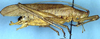 Docidocercus fraternus (Saussure & Pictet, 1898): male, lateral view (Costa Rica, Pozo Azul de Perris). (Otu).
