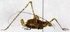 CollectionObject 1479646; cbt073s02, d9f7c4ea-576f-48d1-988c-8f7e0faf6c15: 2009. female, lateral view. (CollectionObject).