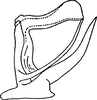 Aedeagus, lateral view on Andrabia Ahmed, 1970: Aedeagus and connective (A. aurea Dwor. & Sohi), lateral view. (Observation).