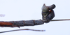 CollectionObject 1563746; MEFLG 14335, 8bc25377-7f8f-4c15-9e44-041f586f62f1: copyright MEFLG Colombia. male end of abdomen, lateral view (holotype). (CollectionObject).