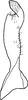 Stylus on Caffrolix brentium Davies, 1988: Stylus (holotype). (Observation).