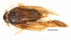 Habitus, dorsal view on Caenodelphax teapae (Fowler, 1905): (Observation).