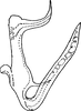 Aedeagus, lateral view on Empoascanara (Empoascanara) caespitis Dworakowska & Trolle, 1976: Aedeagus, lateral view. (Observation).