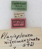 CollectionObject 1566637; NMW 20273, 6d5549f8-8645-434f-afd3-f6b4914370f6: labels. (CollectionObject).