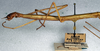 CollectionObject 1561773; NMW 331, 1c453efd-3660-410e-af51-1df0f0c4d2c1: copyright NMW, Vienna. female: head and thorax, lateral view (holotype). (CollectionObject).
