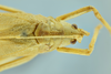 CollectionObject 1531748; 20697b80-5758-403a-aa06-353650e85941: female head and pronotum, dorsal view (holotype). (CollectionObject).