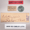 CollectionObject 1540562; 7596415d-d2f8-42b9-a939-494782c41d66: male, labels (lectotype). (CollectionObject).