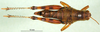 CollectionObject 1579145; 093a3960-06a3-42b9-8e64-e62d509db906: female, dorsal view (paratype). (CollectionObject).
