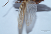CollectionObject 1593776; 79199064-e0bb-43f5-917d-e3d40cdc5df5: male, wings (type of Pararcyptera microptera macedonica?). (CollectionObject).