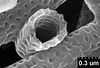 Brochosomes: AG63 | Costa Rica, Turrialba | [no date] | Schild & Burgdorf | USNM. (Observation).