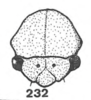 Head on Anisostylus stylatus Caldwell, 1949: (Observation).