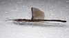 CollectionObject 1581332; 7c2deb88-1d1e-4469-b21a-2602c7ee2e92: copyright ZRC Singapore. female, lateral view (holotype). (CollectionObject).
