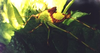 Deflorita (Hueikaeana) directa (Ingrisch, 1998): from Ingrisch 1998(?). nymph. (Otu).