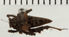 CollectionObject 1529973; NHRS 12934, 4cfef4cd-5ef2-4f50-9da3-91d068fc9a4c: male, dorsal view (holotype). (CollectionObject).