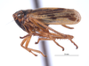Habitus, lateral view on Evacanthus (Evacanthus) emilus (Bliven, 1955): (Observation).