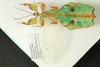 Pulchriphyllium giganteum (Hausleithner, 1984): copyright Royce Cumming. male (from Borneo). (Otu).