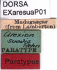 CollectionObject 1581431; 0681d02d-347a-4b32-8d4c-604db760a8d3: labels (paratype). (CollectionObject).