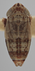 Habitus, dorsal view on Athysanella (Acamella) tamara Wesley & Blocker, 1985: Dorsal - Male. (Observation).