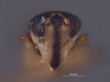 Head on Dunioa gratiosa Dworakowska, 1995: (Observation).