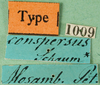 CollectionObject 1501954; be009a29-e8a4-4615-961f-1db9b2691116, MfN 1009: labels (holotype). (CollectionObject).