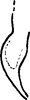 Anal tube processes on Asymmetrasca baluchi (Ahmed, Samad & Naheed, 1981): Anal tube process. (Observation).