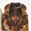 Head: (Observation).