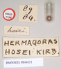 CollectionObject 1559458; NHMUK(SF IMPORT DUPLICATE) 844621, 9b490768-d036-4de7-b05c-5ef3bf418c8c: copyright Natural History Museum, London. female: data labels [square label reversed] of Hermogenes hosei (holotype). (CollectionObject).