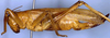 CollectionObject 1532888; 513c5f7f-892f-4f15-8e4a-703686dd7786: female, lateral view (syntype). (CollectionObject).