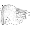 Pygofer, lateral view: !! display not done !! on Streptanus (Streptanus) sordidus (Zetterstedt, 1828): Pygofer, lateral view. (Observation).