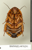 CollectionObject 1573026; ea4fd743-8850-48cf-bff3-1f059c4daaef: Copyright Natural History Museum, London. Non-type (adult female) in BM(NH). Ventral view. (CollectionObject).