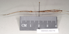 CollectionObject 1562685; a3ff7401-7614-4afe-9c29-41aa032259b4: copyright Natural History Museum, London. male, lateral view (paratype). (CollectionObject).;CollectionObject 1562686; f32ddbbd-4c7b-4867-a04f-7a617b041ec1: copyright Natural History Museum, London. male, lateral view (paratype). (CollectionObject).