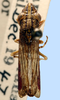Habitus, dorsal view: !! display not done !! on Phera carbonaria (Melichar, 1924): male: Phera carbonaria, Brazil, Parana, AMNH. (Observation).