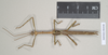 CollectionObject 1558917; 9c710c20-6f8d-45f0-a2c6-e103d0ce7dd5: copyright Natural History Museum, London. male, dorsal view of synonym Haplopus ligia (paralectotype). (CollectionObject).;CollectionObject 1558918; 91108cc7-f465-4d69-b42c-18b503e87bf5: copyright Natural History Museum, London. male, dorsal view of synonym Haplopus ligia (paralectotype). (CollectionObject).