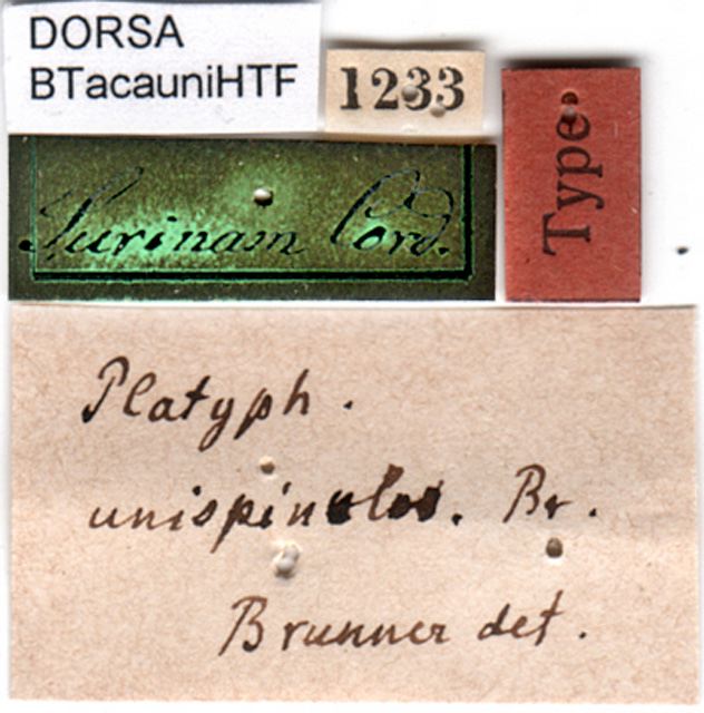 labels (holotype). Depicts CollectionObject 1500345; f5e2f458-23a0-4fda-9722-849fcd81cab9, a CollectionObject.