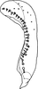 Subgenital plate, ventral view on Anufrievia falcata Yang & Zhang, 2018: Subgenital plate, lateral view. (Observation).