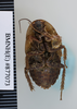 CollectionObject 1552808; NHMUK(SF IMPORT DUPLICATE) BMNH(E) 877073, 910c1fd6-6083-4520-b955-4cda7472fc87: Copyright NHM, London. Holotype nymph of Polyzosteria terranea, ventral view. (CollectionObject).
