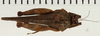 CollectionObject 1574545; NHRS NRM-ORTH 13488, 56385304-ee61-4902-b567-b04ca65697b7: male, dorsal view (syntype). (CollectionObject).