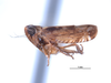 Habitus, lateral view on Scaphytopius obliquus (Walker, 1851): (Observation).