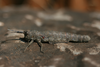 Orchamus yersini davisi Uvarov, 1949: female (Turkey, Termessos). (Otu).