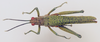 CollectionObject 1518450; 71b5ae56-95d4-4290-916a-7eb9bdf9a132: male, dorsal view (neotype). (CollectionObject).