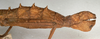 CollectionObject 1558447; NMW 733, 7ad6f6a9-db2e-4c26-9ae4-66a135aed0e9: copyright NMW, Vienna. female: end of abdomen, lateral view (lectotype). (CollectionObject).