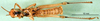 CollectionObject 1502121; f4a1cb9f-df66-4f71-a457-d98e5186139b: male, ventral view (paralectotype). (CollectionObject).